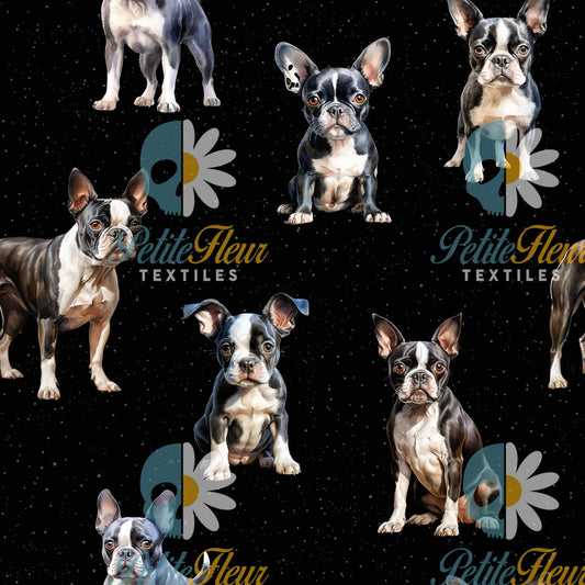 Préco - Boston Terrier