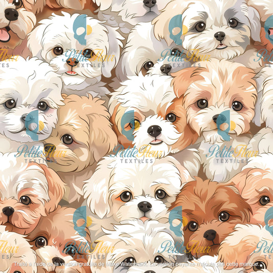 Préco - Chiots Maltais
